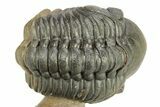 Colorful Crotalocephalina Trilobite with Reedops #276394-5